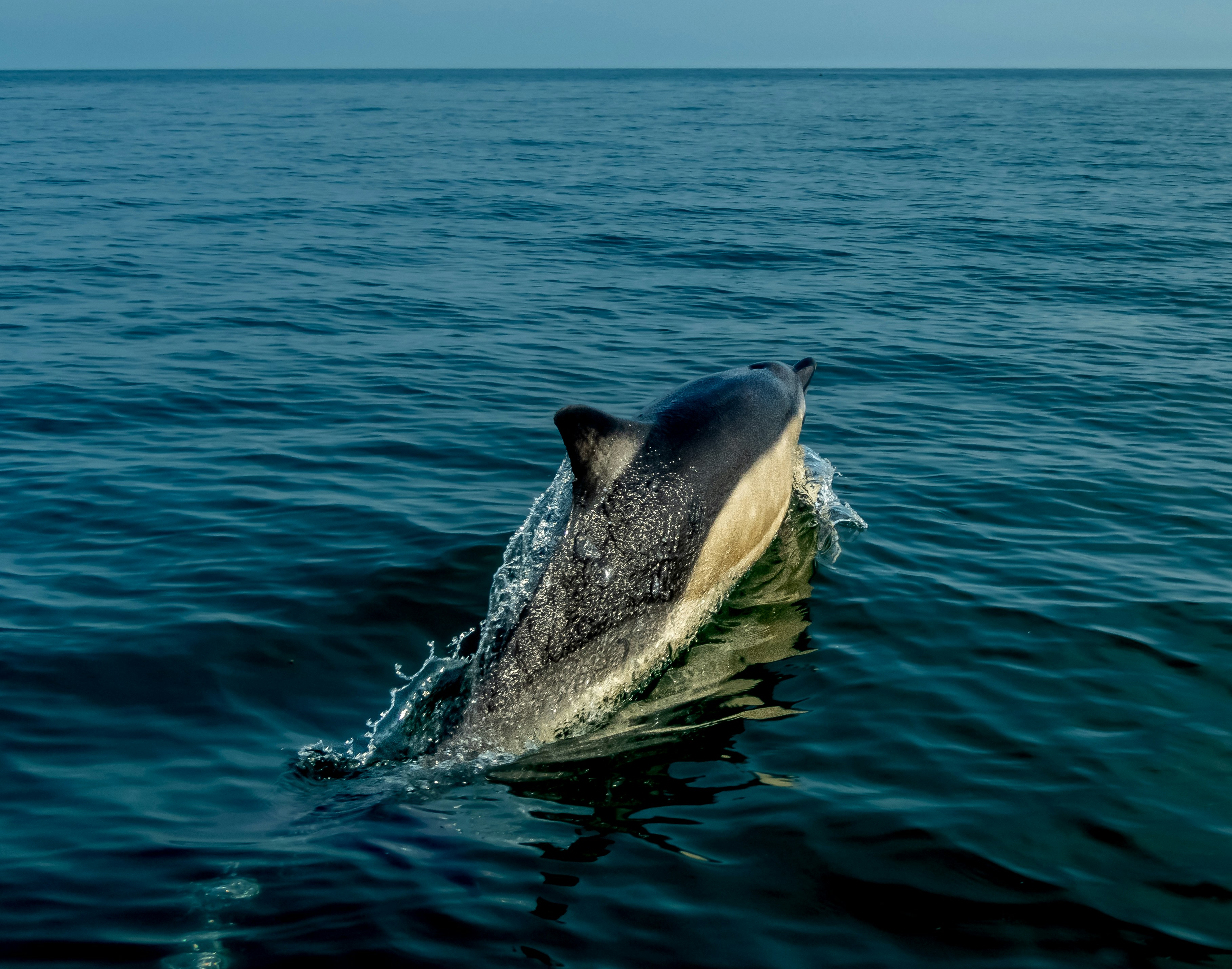 Photo by raymondo600