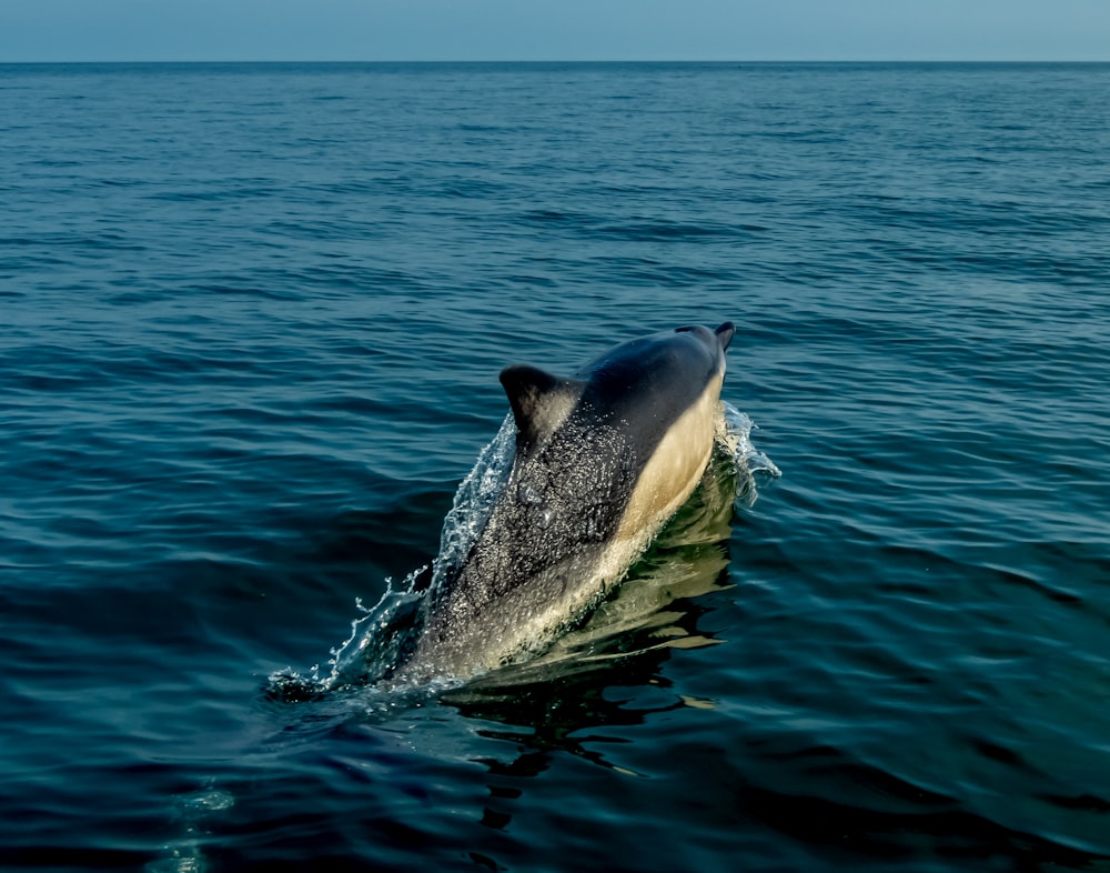 a dolphin is jumping out of the water