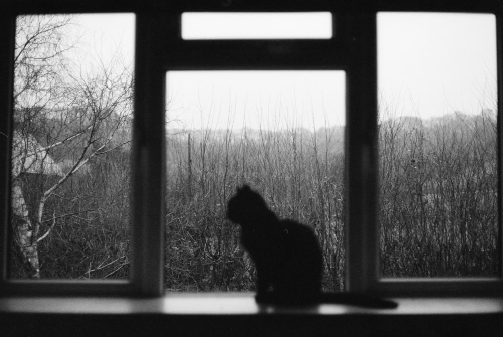 a cat sitting on a window sill looking out
