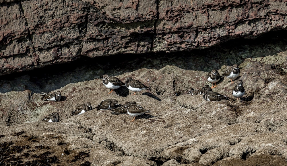 a group of birds standing on a rocky cliff