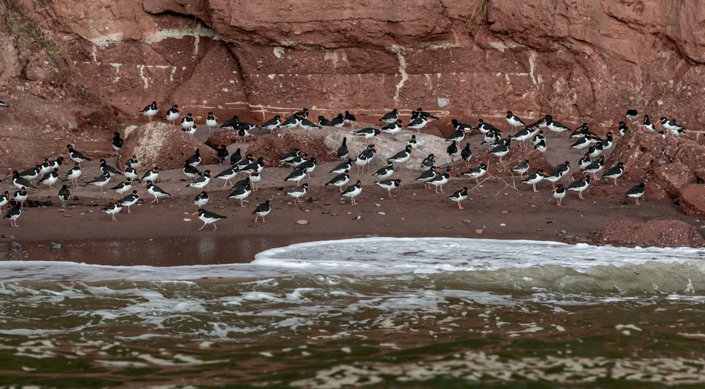 a flock of birds standing on a beach next to the ocean