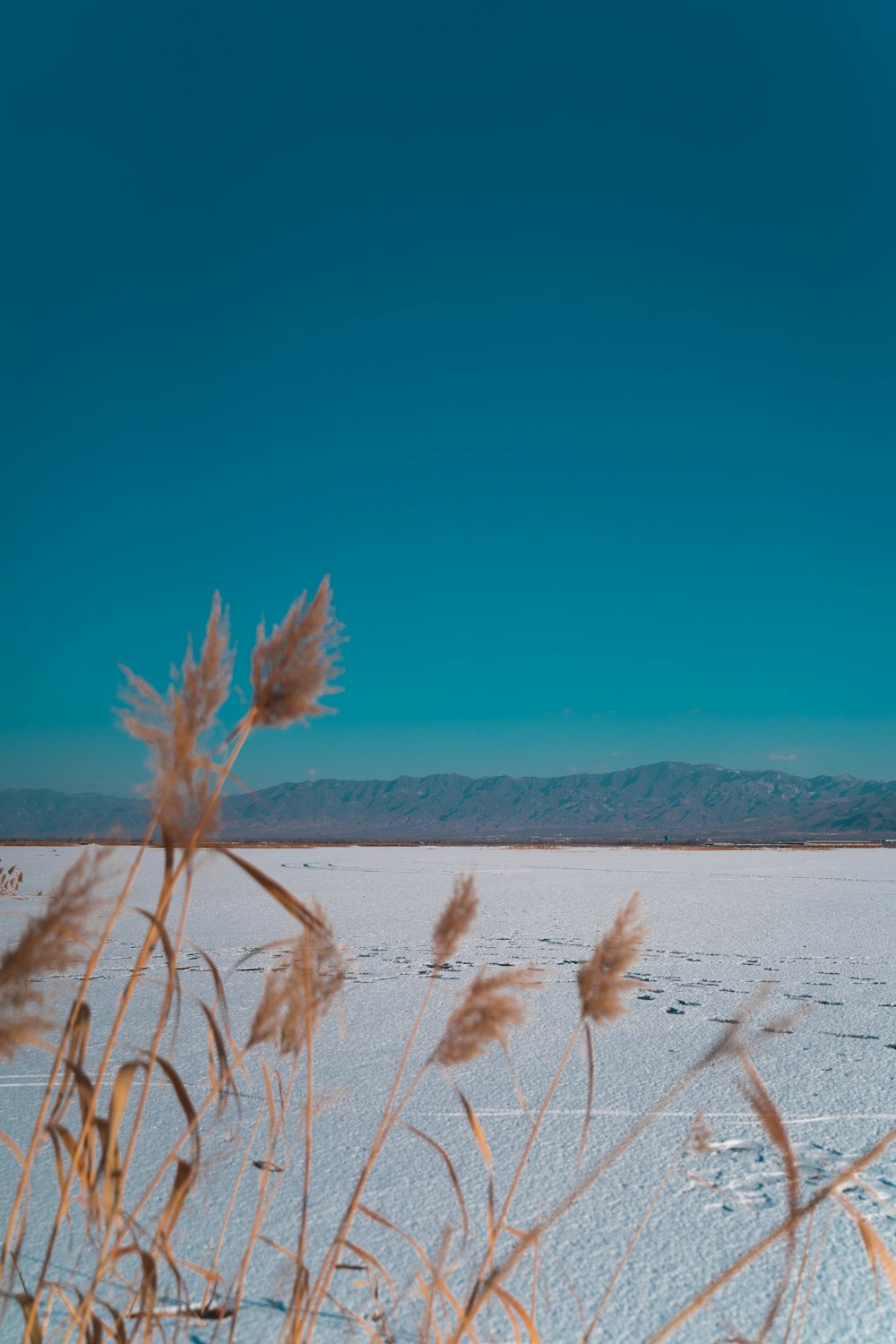 a view of a snowy field with tall grass