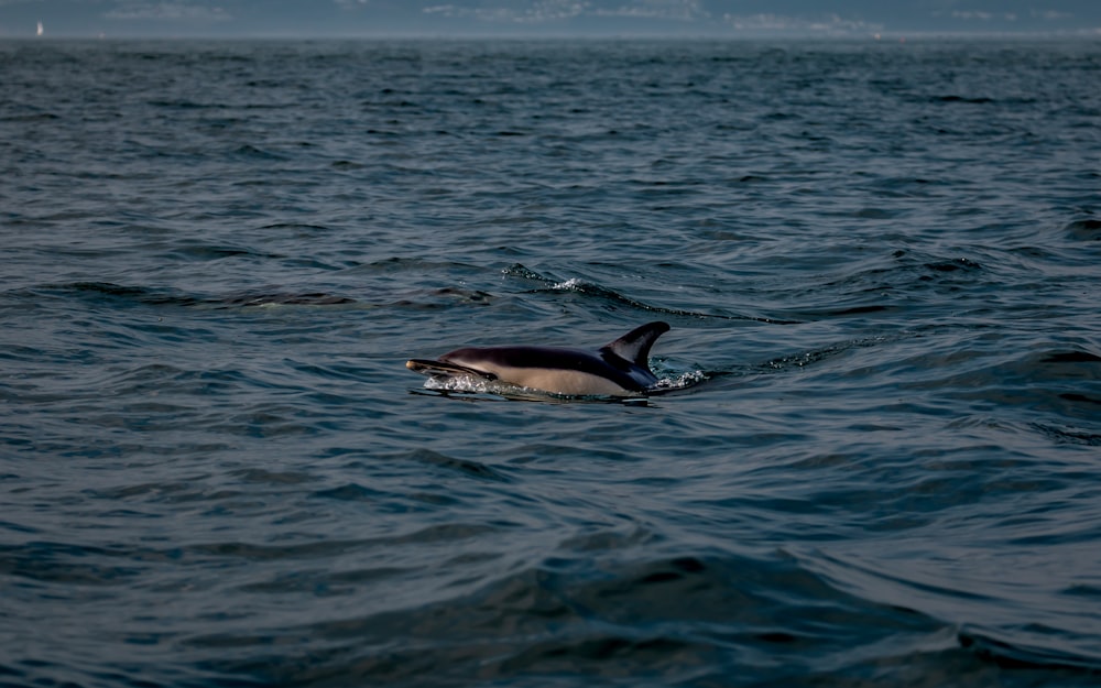 Ein Delfin schwimmt im Meer mit einem Boot im Hintergrund