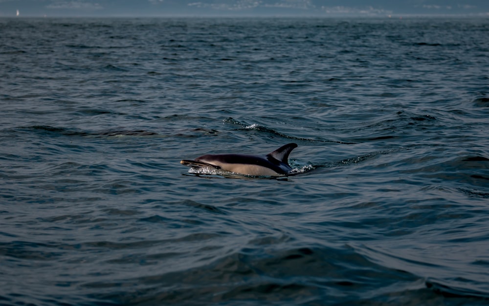 a dolphin swims in the ocean with a boat in the background