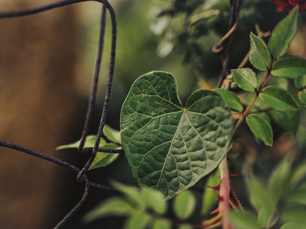 a close up of a green leaf on a tree