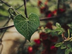 a heart shaped leaf hanging from a tree branch