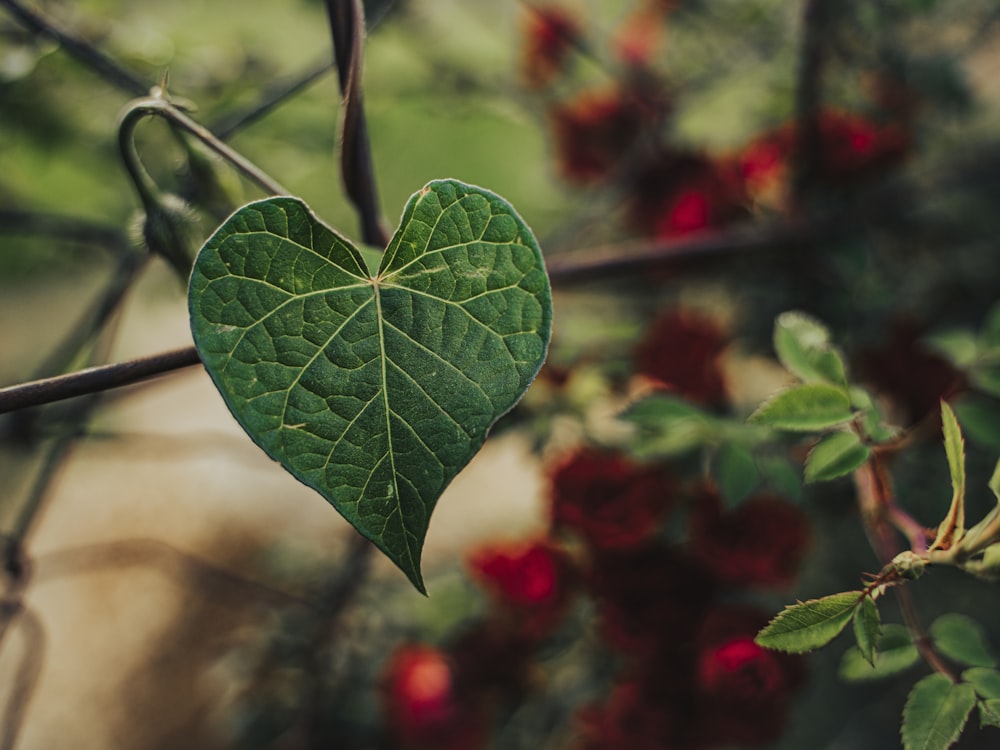 a heart shaped leaf hanging from a tree branch