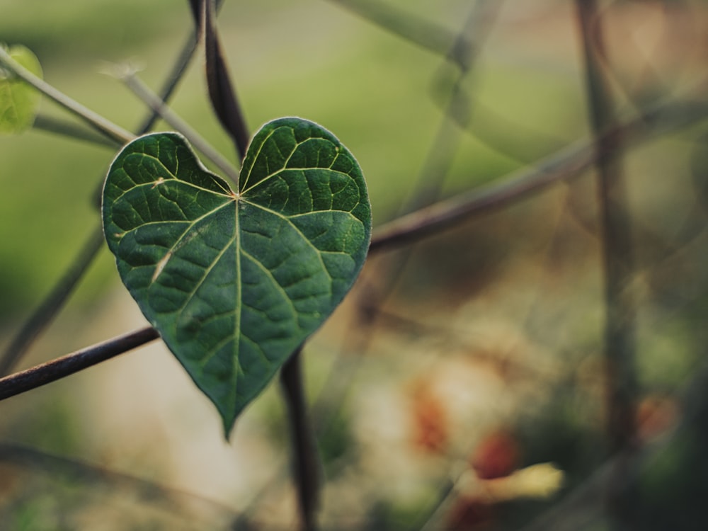 a heart shaped leaf hanging from a tree branch