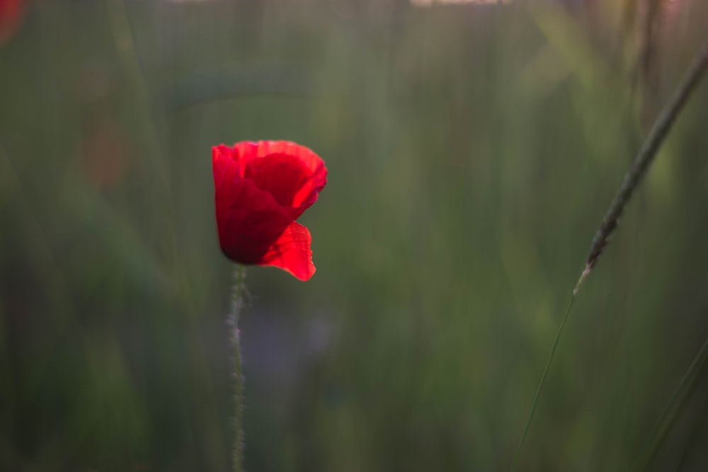 a single red flower in a field of tall grass