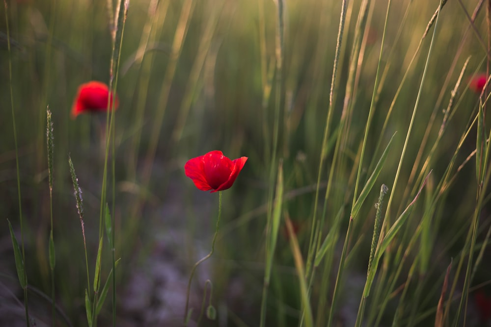 some red flowers are in a grassy field