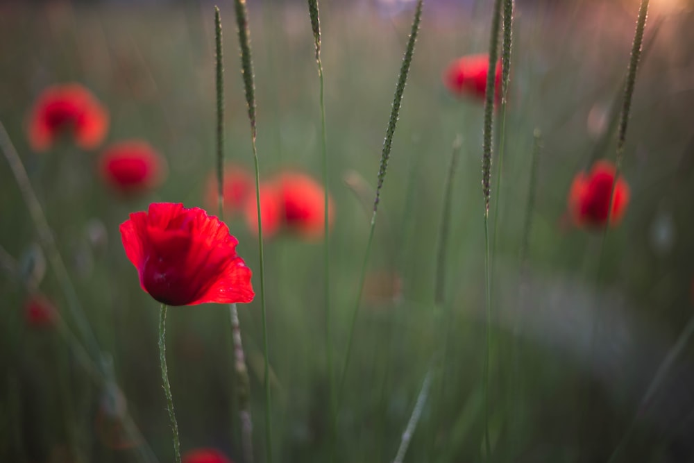 a field full of red flowers with green stems