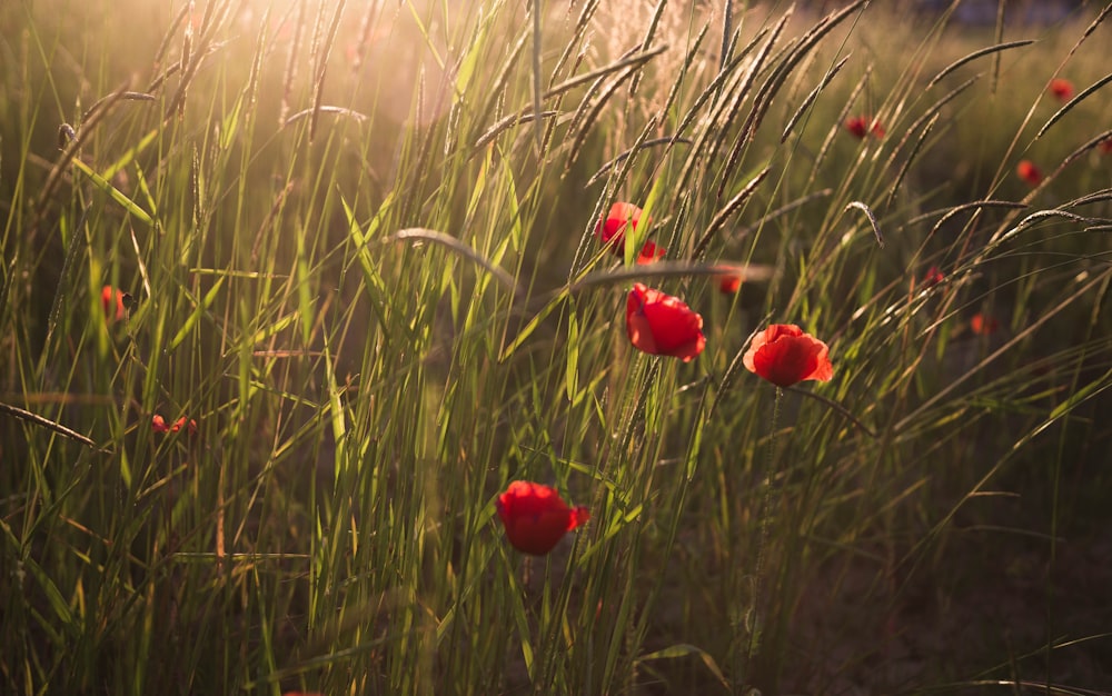 a field of tall grass with red flowers