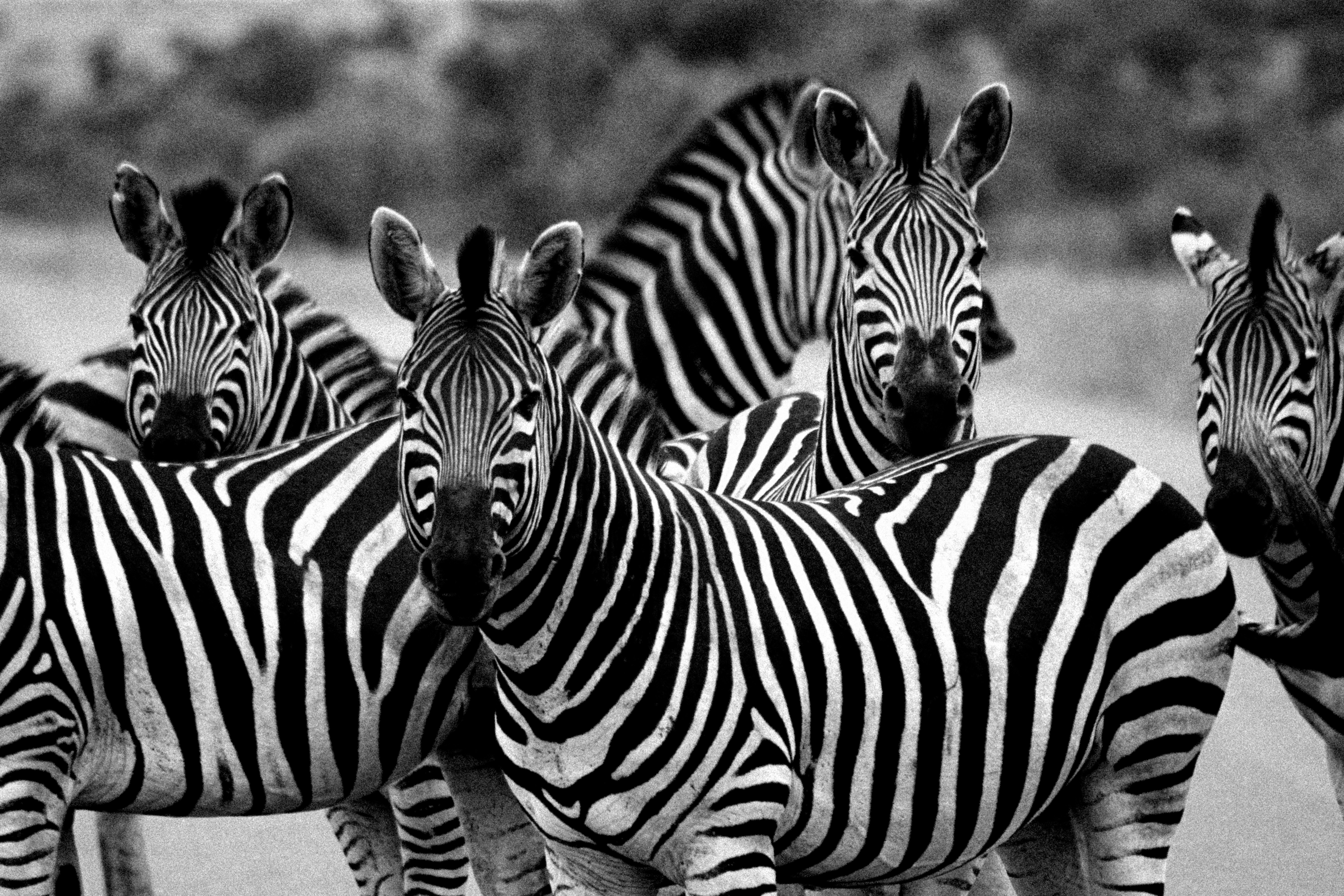 Photo by deborah_varrie