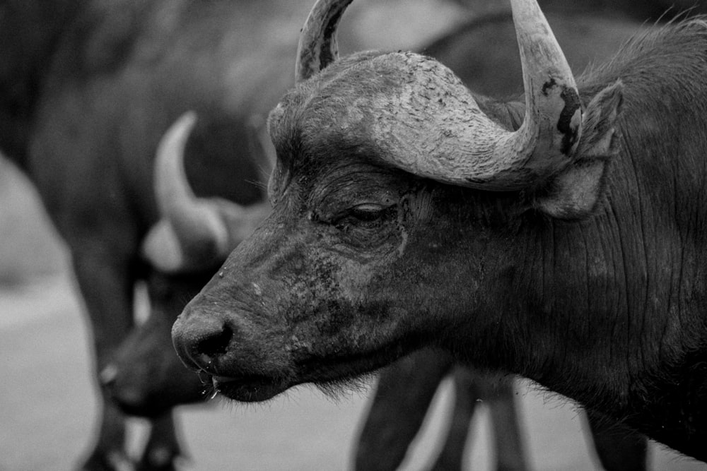 a black and white photo of a bull with horns