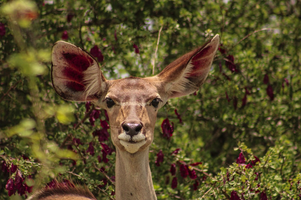 a close up of a deer with trees in the background