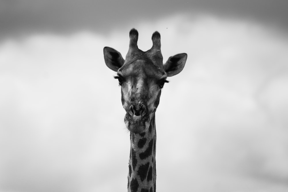 a black and white photo of a giraffe