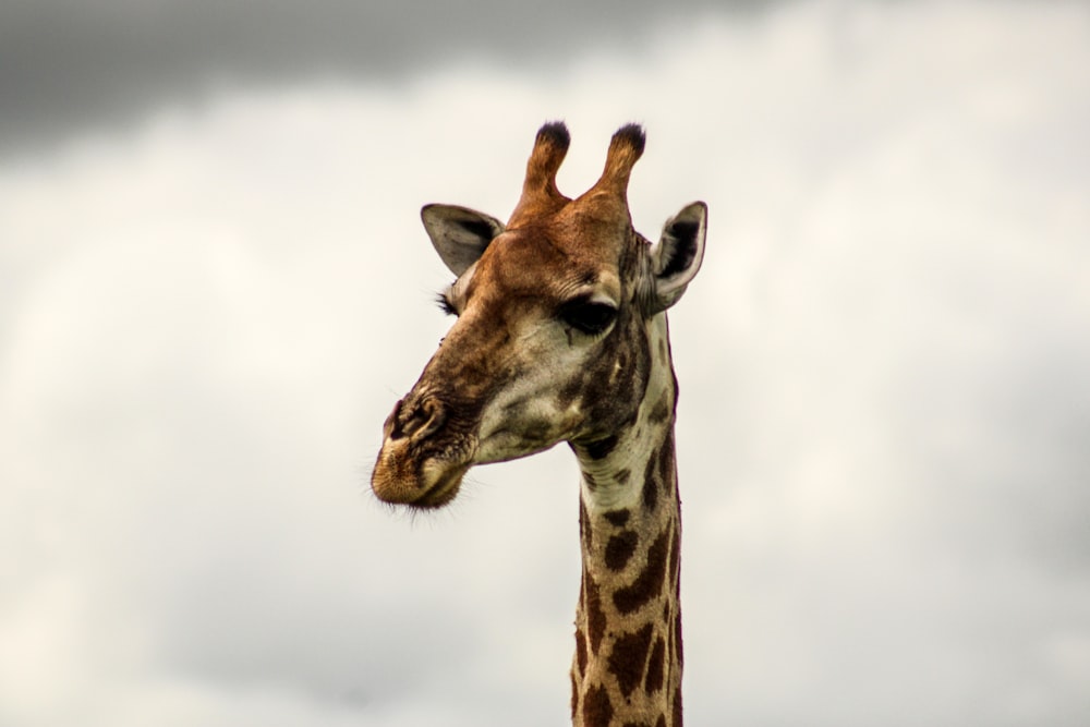 a close up of a giraffe with a cloudy sky in the background