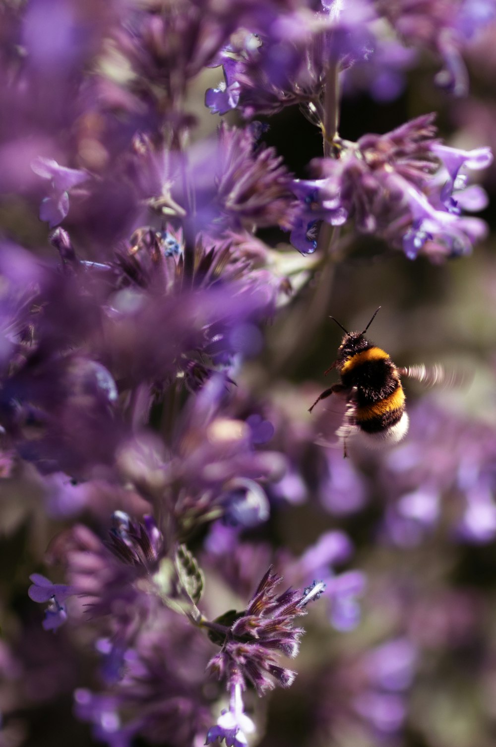 a bee that is sitting on some purple flowers