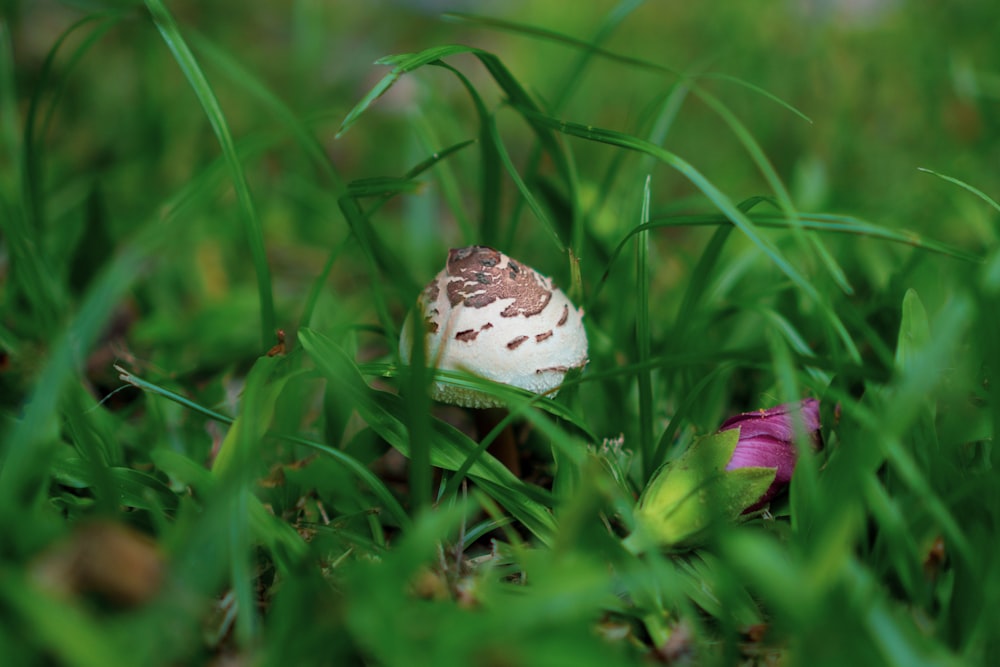 a small mushroom sitting on top of a lush green field