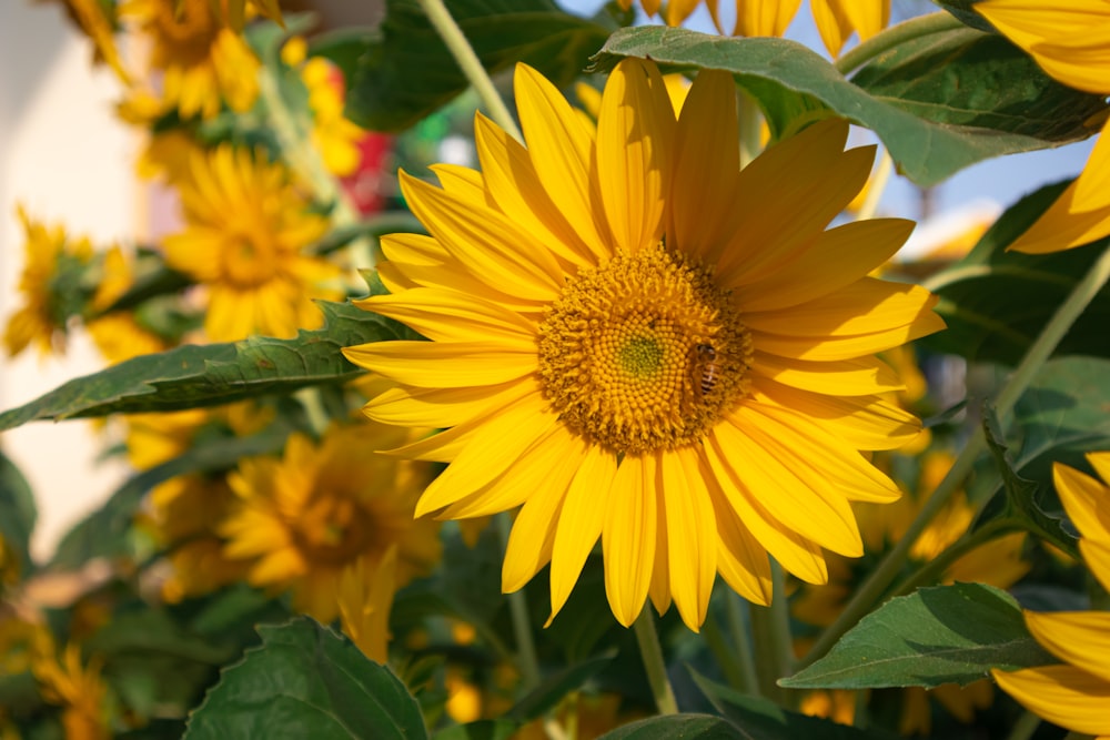 Un primo piano di un grande girasole giallo