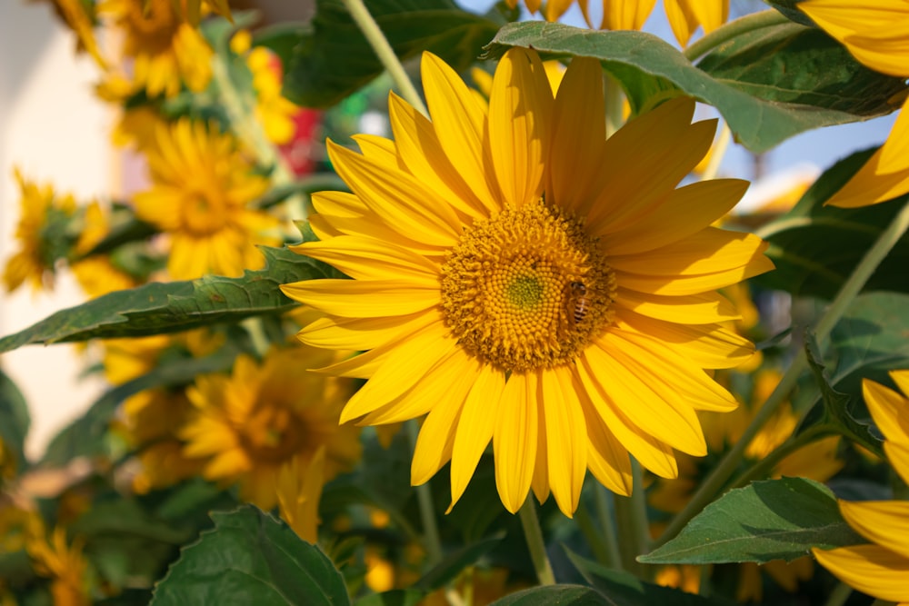 a close up of a large yellow sunflower