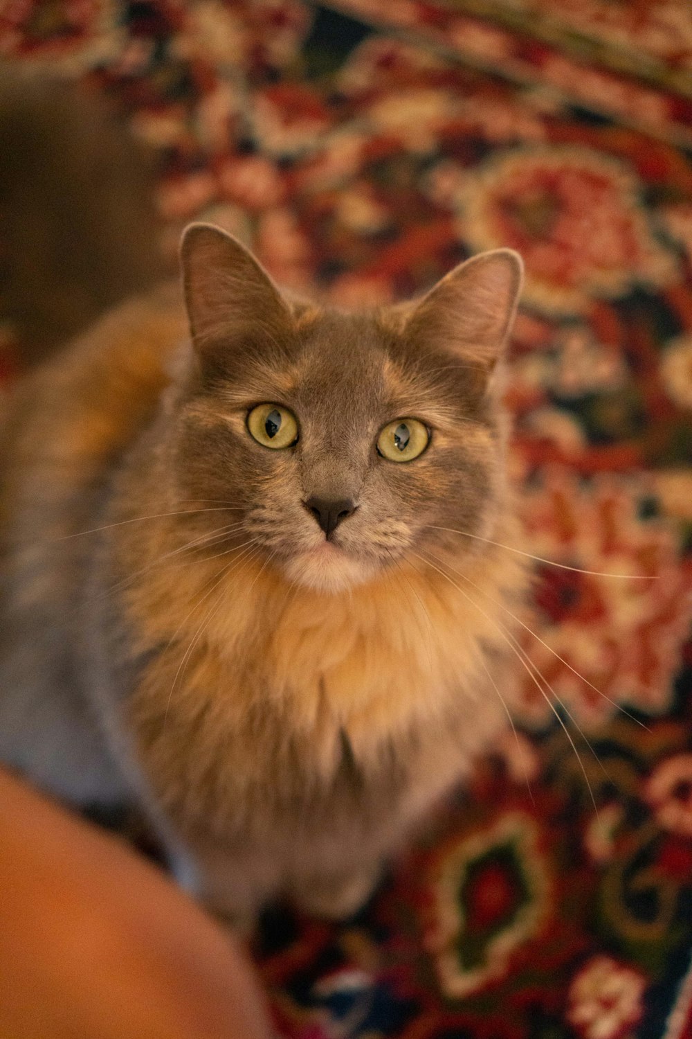 a cat sitting on top of a rug next to a person