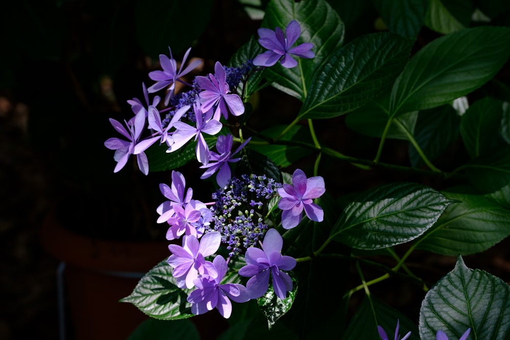 a bunch of purple flowers sitting on top of a green plant