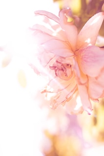 Close-up of a flower with enhanced details and soft pastel hues from a Zandex Studio preset