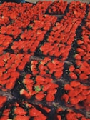 Rows of fresh, vibrant strawberries neatly arranged in clear plastic containers, creating a vivid sea of red with green leafy tops.