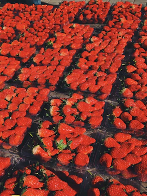 Rows of fresh strawberries laid out for drying under natural sunlight