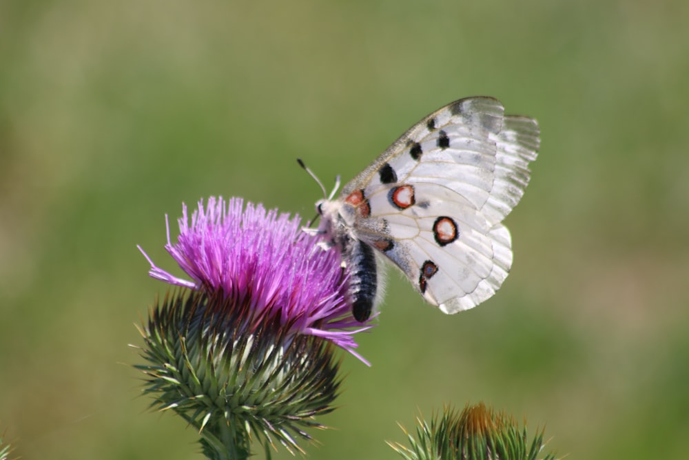 a white butterfly sitting on top of a purple flower