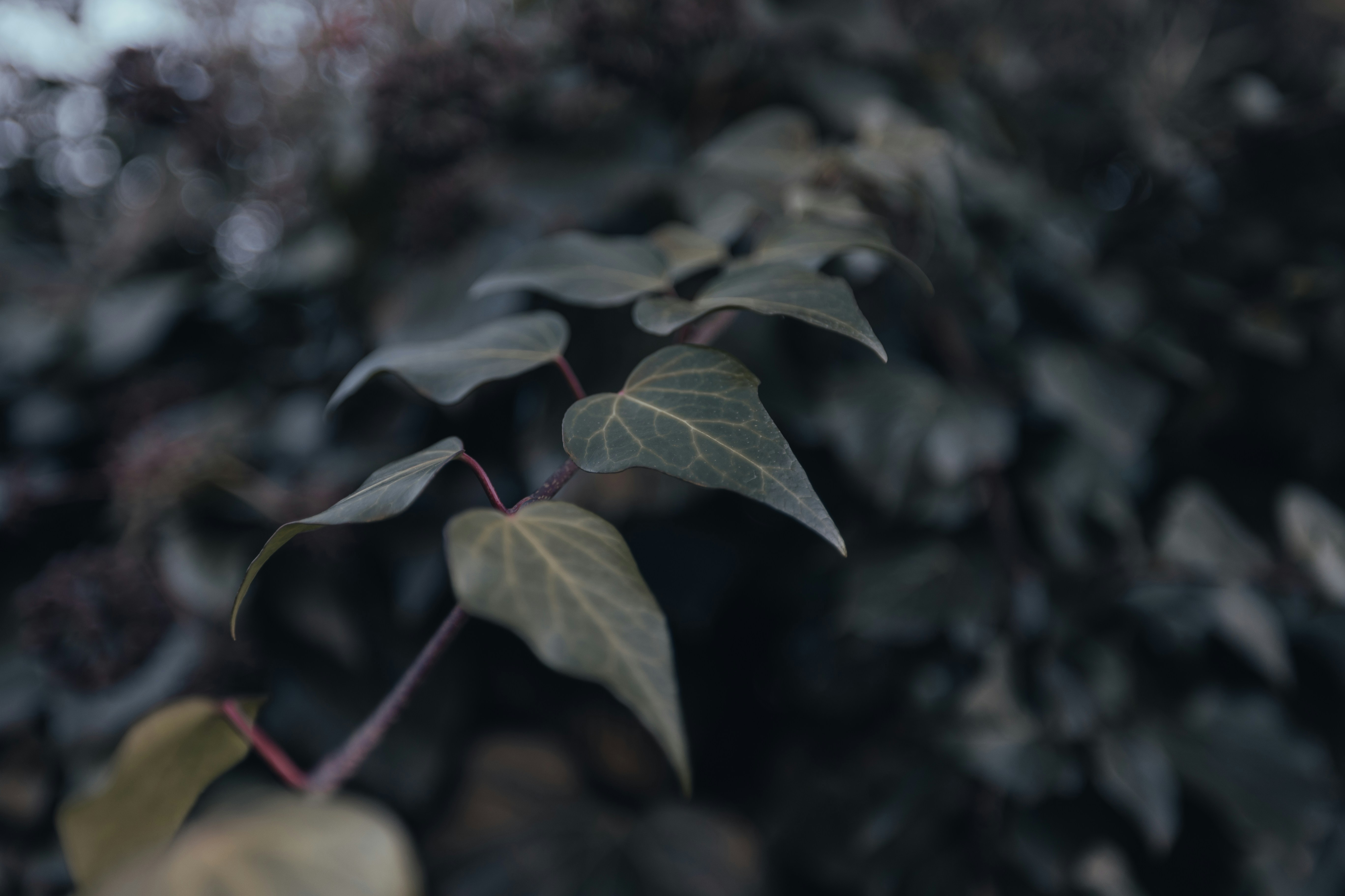 Photo by joseph_recca