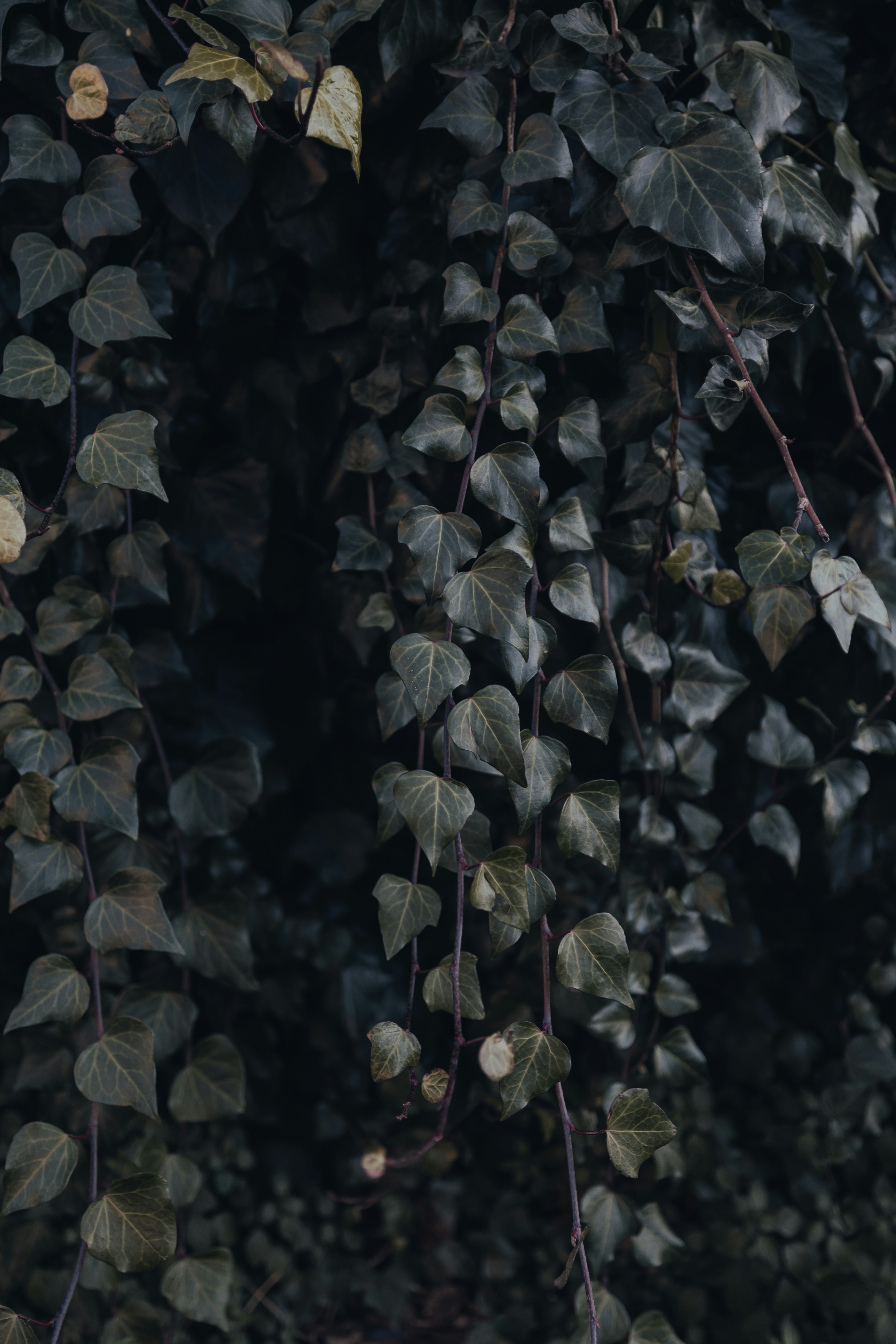 Photo by joseph_recca