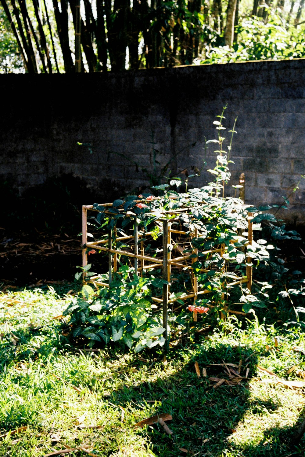 a garden in the shade of a brick wall