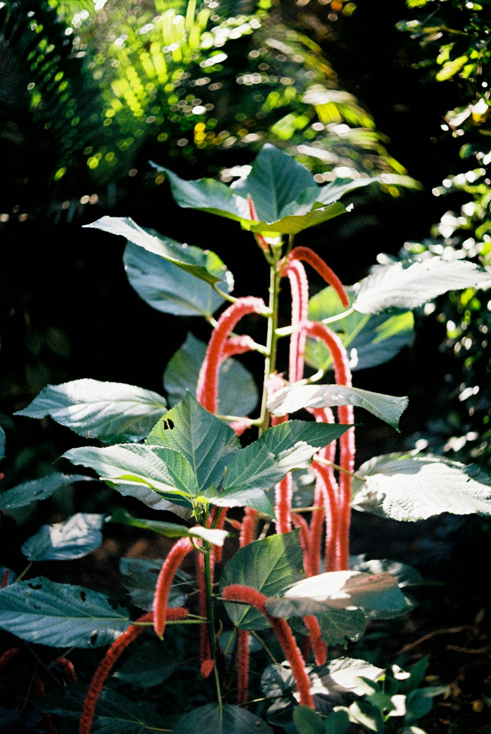 a red plant in the middle of a forest