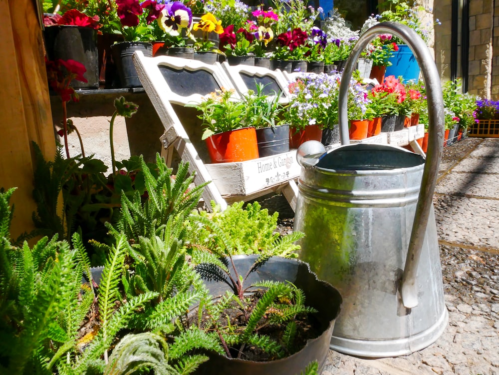 a number of potted plants near one another