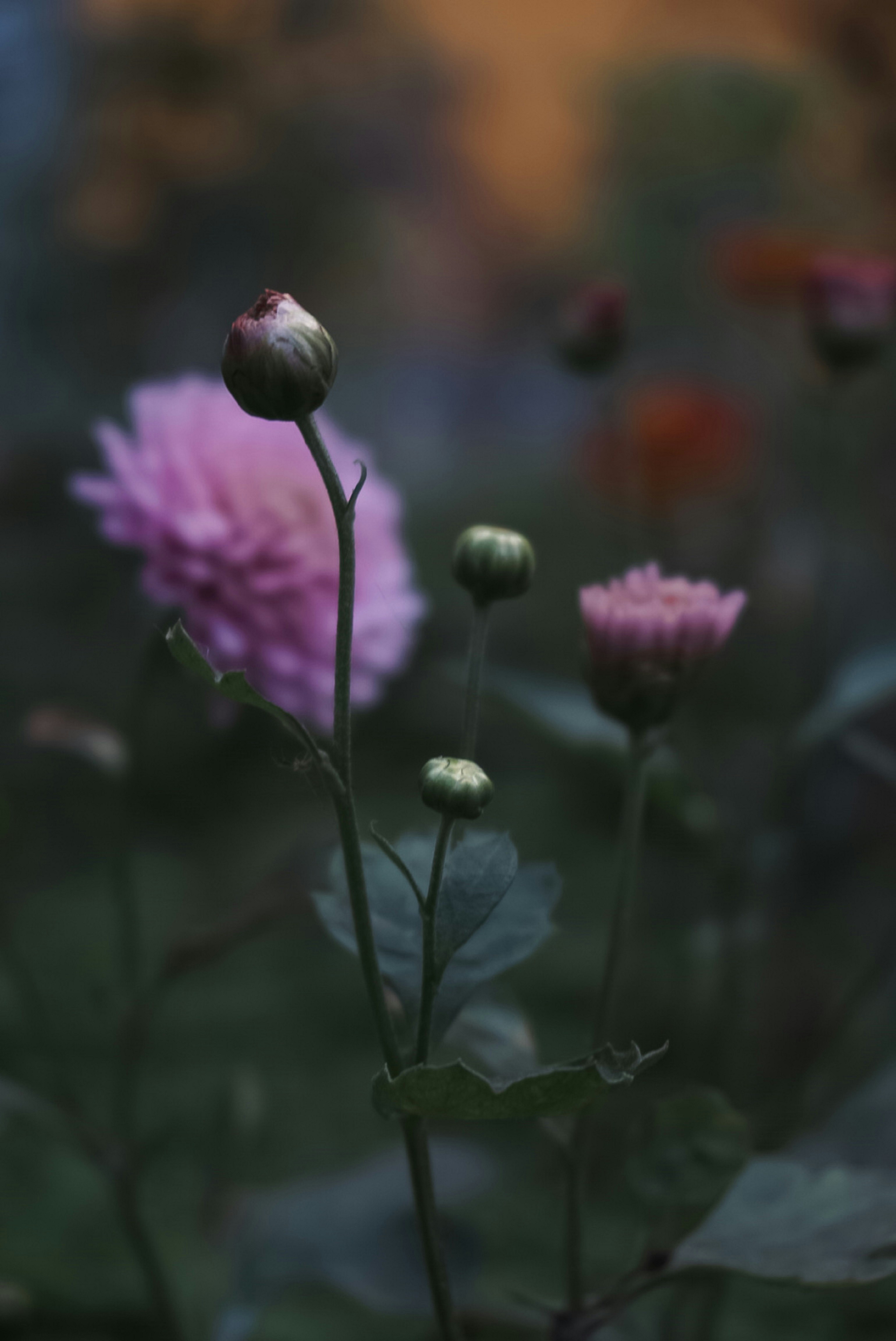 um ramo de flores que estão na grama