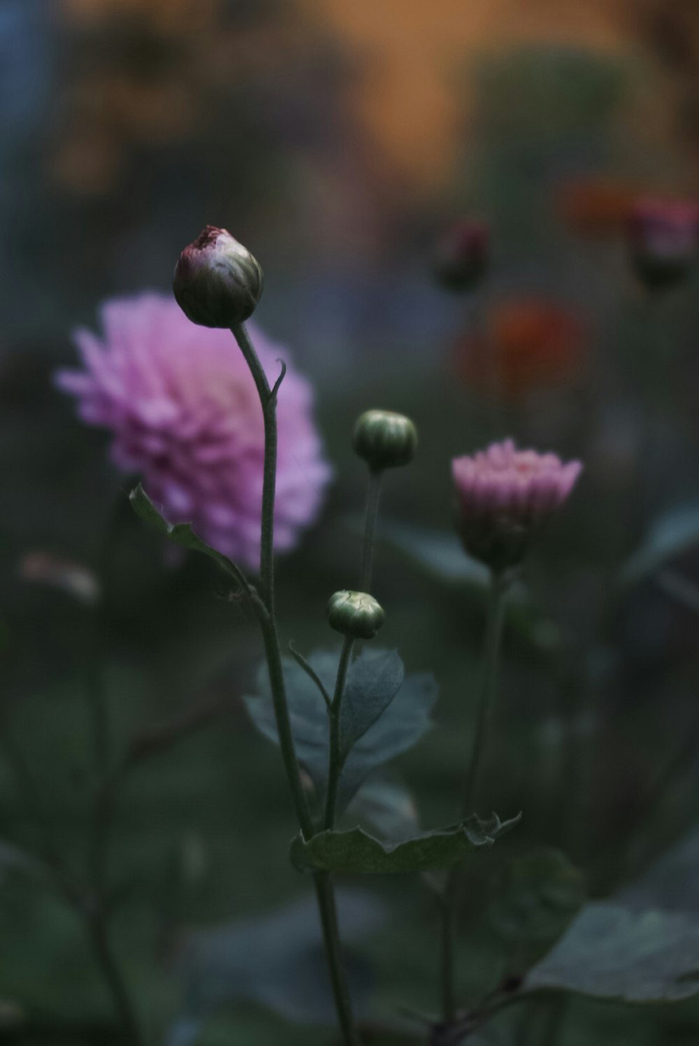 a bunch of flowers that are in the grass