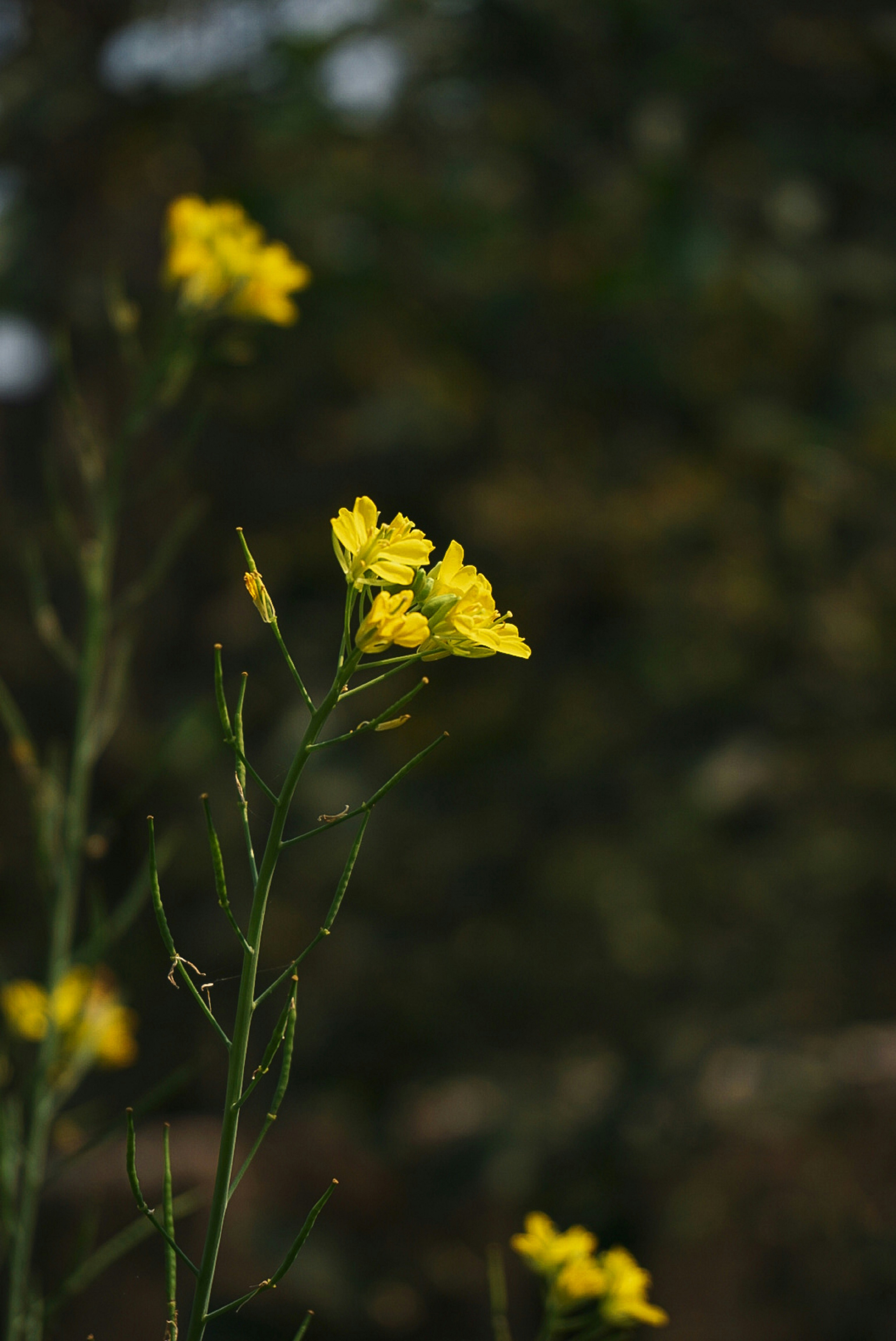 Photo by moumitamaity