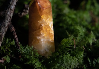 a rock sitting on top of a tree branch