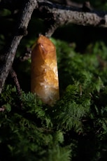 a rock sitting on top of a tree branch