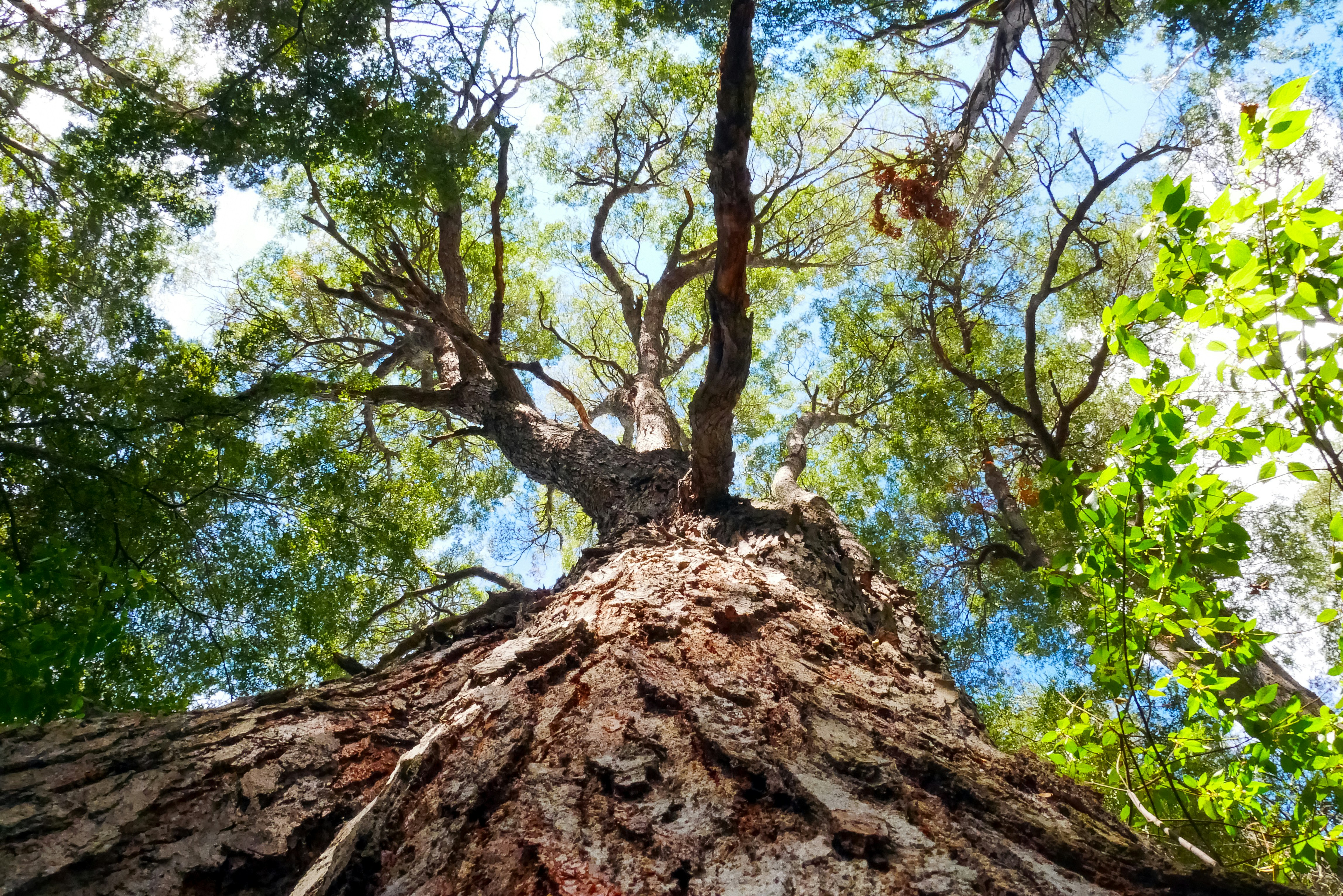 Photo by paoalchapar