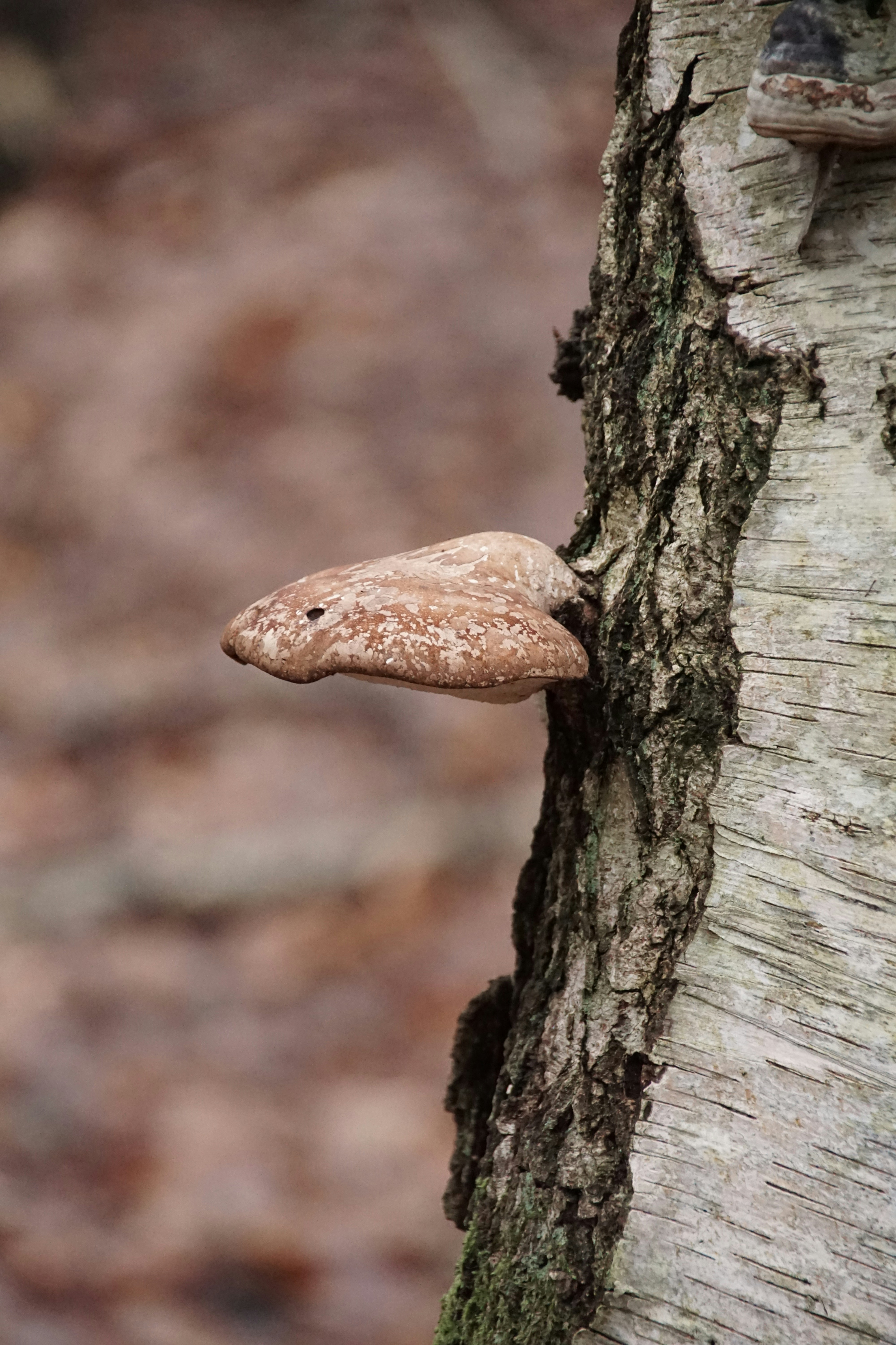 Photo by danielschuh