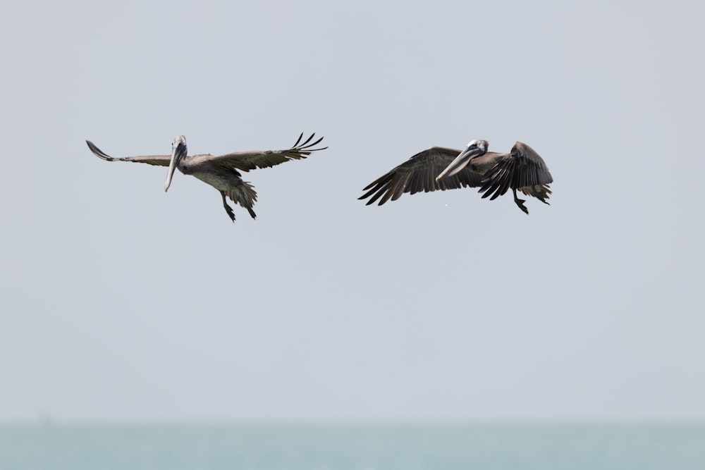 a couple of birds flying over the ocean