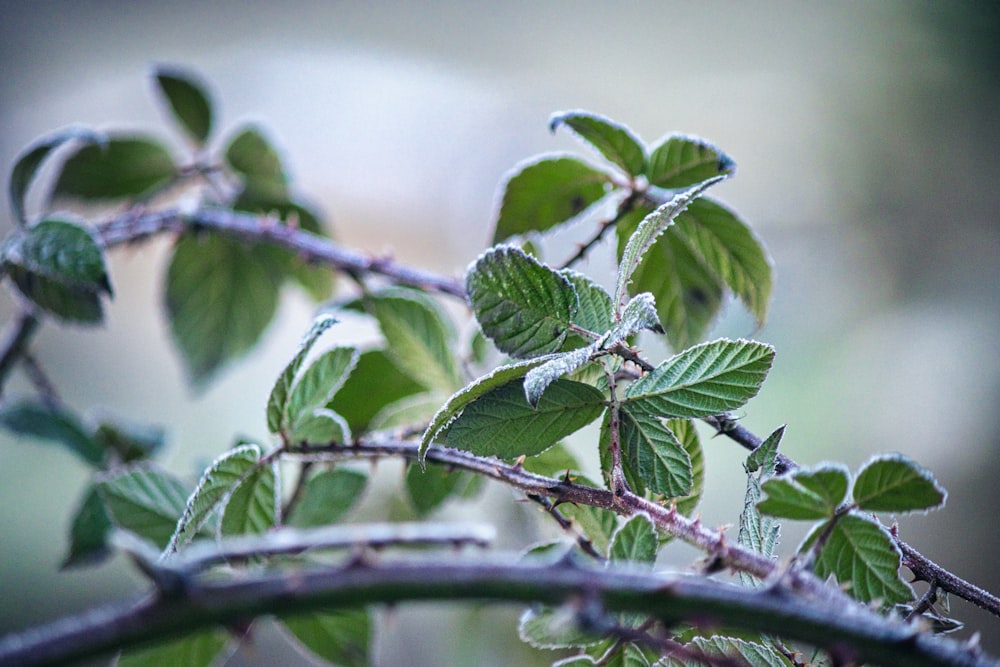 a branch with green leaves covered in ice