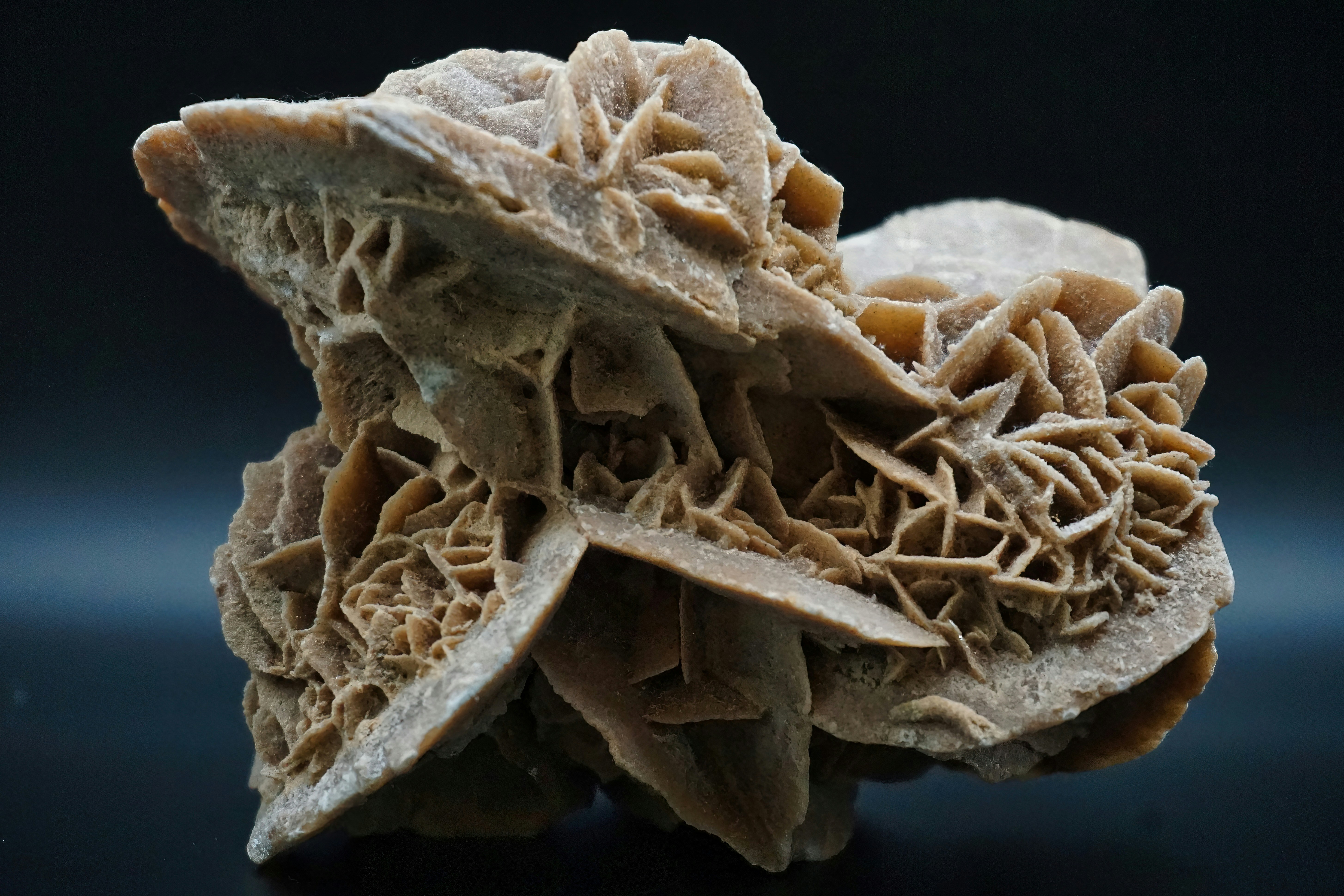coral object