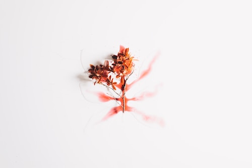 A delicate arrangement of small, dried brown flowers against a stark white background. The flowers appear to be bursting outward, with soft, red paint strokes fanning around them, creating an abstract and artistic effect.