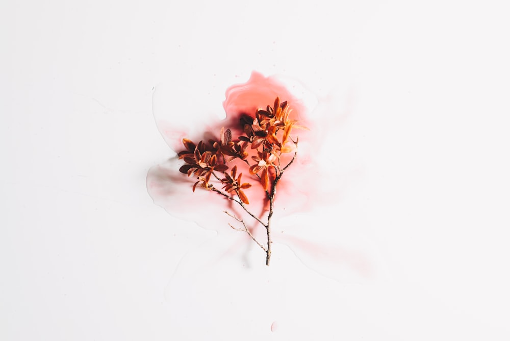 a single flower on a white background