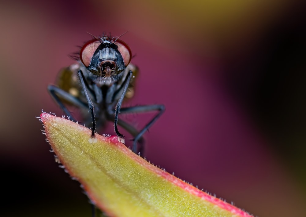 a close up of a fly on a flower