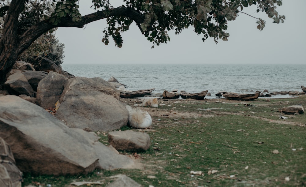 a tree that is next to some rocks